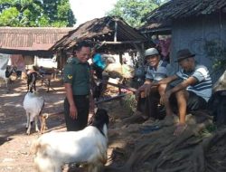 Babinsa Nogosari Komsos Dengan Pedagang Kambing