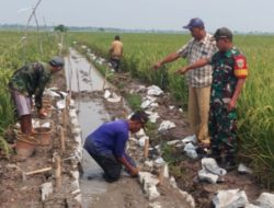 Selalu Hadir Di Tengah Masyarakat Babinsa Bantu Pembangunan Irigasi Lahan Pertanian