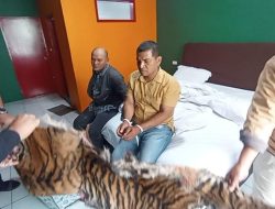 Jual Kulit Harimau dan Sisik Trenggiling, Kakak Beradik di Sidimpuan Ditangkap Polisi