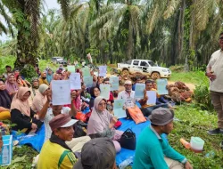 Merasa Kecewa dengan Koperasi, Warga Senama Nenek Panen Sendiri Sawit Miliknya