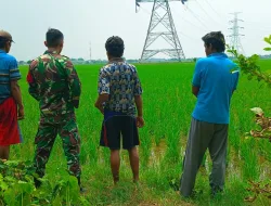 Tinjau Lahan Pertanian Babinsa Turun Ke Sawah