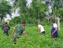 Urban Farming Babinsa Koramil 11 Pebayuran Ajak Masyarakat Tanam Kacang Kedelai