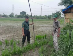 Mendorong Ketahanan Pangan Babinsa Tinjau Lahan Pertanian