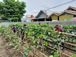 Hidupkan Kembali Pertanian Melalui Urban Farming Koramil 11 Pebayuran Jadikan Lahan Kosong Menjadi Lahan Produktif