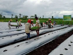 Babinsa Koramil 1710-02/Timika Pelopori Program Ketahanan Pangan Di Wilayah Dengan Mengajak Kelompok Tani Binaan Tanam 7000 Bibit Melon