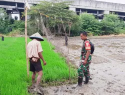 Manunggal TNI AD Bersama Rakyat Babinsa Turun Ke Sawah