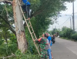 Dianggap Membahayakan Pengguna Jalan Babinsa Bersama Pemerintah Desa Melaksanakan Penebangan Pohon Randu