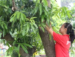 TANDAI HARI PASKAH DENGAN TRADISI MENCARI TELUR PASKAH