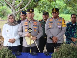 Polda Sumut Temukan Ladang Ganja Seluas 5 Hektar di Pegunungan Tor Sihite Madina