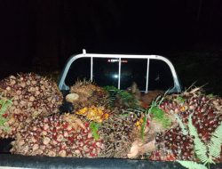 Polsek Kuantan Mudik Berhasil Ungkap Kasus Pencurian Buah Kelapa Sawit