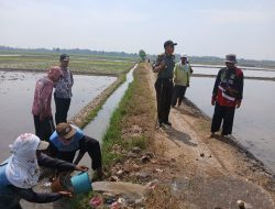 Permasalah Hama Tikus Danramil 11/Pebayuran dan Camat Pebayuran Bersama Kelompok Tani Gelar Kropyokan Tikus di Sumberreja