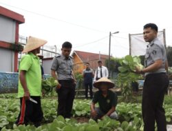 Panen Raya Pakcoy di Lapas Narkotika Pematang Siantar, Hasil Kemandirian Warga Binaan
