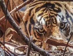 Konflik Manusia dengan Harimau di Riau: Ancaman Nyata dari Deforestasi