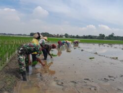 Babinsa Bantu Pertanian Dukung Peningkatan Ketahanan Pangan