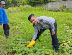 Mewujudkan Ketahanan Pangan dan Keterampilan, Lapas Cilegon Panen Timun Suri