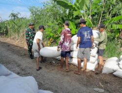 Babinsa Koramil 04/Babelan Kawal Serap Gabah Petani di Desa Hurip Jaya, 10 Ton Padi Diserap Bulog
