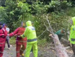 Gerak Cepat, Sat Samapta Polres Kampar Evakuasi Pohon Tumbang di Jalan Petapahan-Bangkinang
