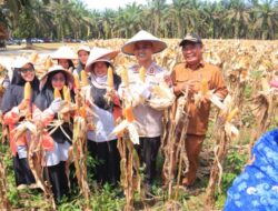 Panen Raya Jagung Kuartal II Tahun 2025, Polres Kampar Dukung Swasembada Pangan Nasional
