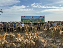 Kapolres Kampar Panen Raya Jagung: Sukses Program Ketahanan Pangan dan Wujudkan Kampar Sejahtera