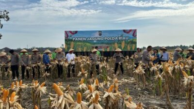Kapolres Kampar Panen Raya Jagung: Sukses Program Ketahanan Pangan dan Wujudkan Kampar Sejahtera