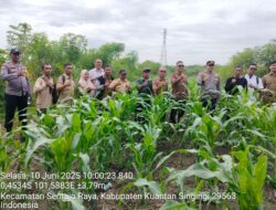 Polsek Benai dan Forkopimcam Kunjungan ke Lahan Ketahanan Pangan Desa Seberang Teratak Air Hitam