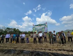Dukung Ketahanan Pangan Nasional, Polres Bogor Tanam Jagung ke-3 di Lahan Baku Sawah Desa Sirnasari