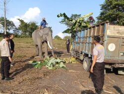 Sinergi Warga dan Polsek Tapung Hilir Lestarikan Gajah, Cegah Konflik Manusia-Satwa