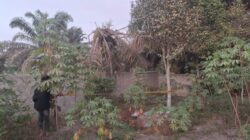 Korban Dikubur Terbungkus Terpal, Polres Siak dan Polsek Tualang Buru Pelaku Pembunuhan Misterius