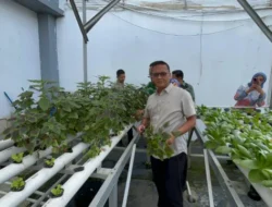 Budidaya Cerdas di Lahan Terbatas, Kalapas Gunung Sindur Pimpin Panen Hidroponik Sayuran Sehat Hasil Warga Binaan