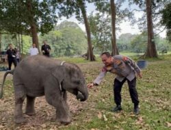Sembari Patroli, Kapolda Riau Kunjungi Keluarga Gajah di TWA Buluh Cina