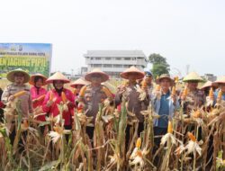 Dukung Ketahanan Pangan Nasional, Polres Dumai Gelar Panen Jagung Pipil