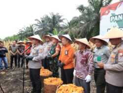 Wujudkan Swasembada Pangan, Polda Riau Panen Raya Jagung Serentak di Kampar