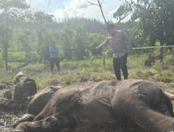 Kapolda Riau Cek Lokasi Penemuan Bangkai Anak Gajah di Tesso Nilo