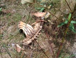 Polsek Singingi Hilir Tangani Penemuan Kerangka Manusia di Areal PT RAPP