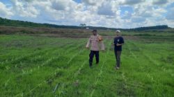 Polsubsektor Pelalawan Kawal Ketahanan Pangan, 1 H Jagung Pipil PT Adei Dipupuk, Tumbuh Subur di Telayap