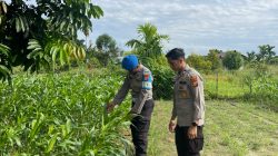 Dukung Ketahanan Pangan, Polsek Kawasan Pelabuhan Polresta Pekanbaru Pastikan Pertumbuhan Tongkol Jagung Optimal 