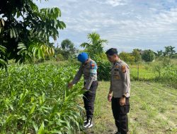 Dukung Ketahanan Pangan, Polsek Kawasan Pelabuhan Polresta Pekanbaru Pastikan Pertumbuhan Tongkol Jagung Optimal 