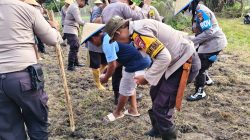 Dukung Program Ketahanan Pangan, Polsek Senapelan Laksanakan Penanaman Jagung Pipil 