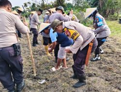 Dukung Program Ketahanan Pangan, Polsek Senapelan Laksanakan Penanaman Jagung Pipil 