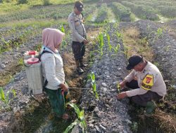 Polsek Kuala Kampar Cek dan Pupuk Tanaman Jagung di Sungai Solok, Wujud Polri Cinta Petani