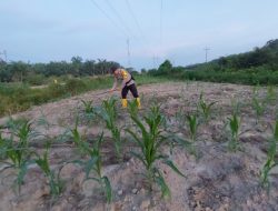 Bhabinkamtibmas Polsek Rantau Kopar Monitoring Pertumbuhan Jagung Pipil Warga