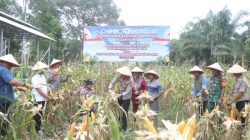 Dukung Ketahanan Pangan Nasional, Polres Dumai Gelar Panen Raya Jagung Pipil Kuartal II