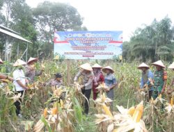 Dukung Ketahanan Pangan Nasional, Polres Dumai Gelar Panen Raya Jagung Pipil Kuartal II