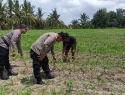 Polsek Tanah Putih Cek Perkembangan Jagung Ketahanan Pangan di Cempedak Rahuk