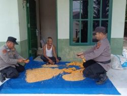 Sinergi Polri dan Petani, Polsek Tanah Putih Panen Jagung di Lahan 1 H