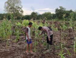 Polsek Teluk Meranti Monitoring Program Ketahanan Pangan Jagung di Pulau Muda