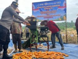 Kapolsek Kerumutan Hadiri Panen Raya Jagung Serentak Kuartal II Polres Pelalawan