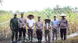 Dukung Asta Cita Presiden, Polres Rohil Panen Raya Jagung Serentak Kuartal II