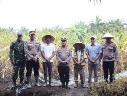Dukung Asta Cita Presiden, Polres Rohil Panen Raya Jagung Serentak Kuartal II