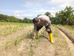 Dukung Ketahanan Pangan, Polsek Tanah Putih Cek Tanaman Jagung Pipil di Lahan Ketapang Ujung Tanjung